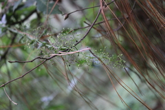 Alchemilla sibbaldiifolia