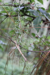 Alchemilla sibbaldiifolia