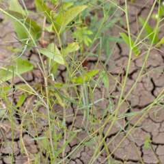 Swainsona campylantha