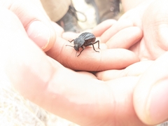 Philolithus sordidus