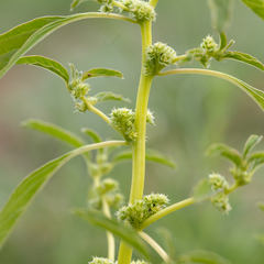 Amaranthus mitchellii
