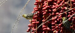 Serinus canaria canaria