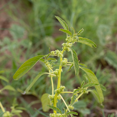 Amaranthus mitchellii