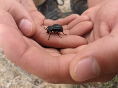 Philolithus sordidus