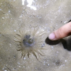 Paracondylactis sinensis