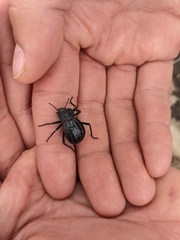 Philolithus sordidus