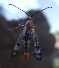 Synanthedon acerni