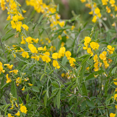 Crotalaria dissitiflora