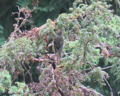 Regulus regulus azoricus