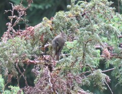 Regulus regulus azoricus