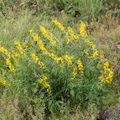 Crotalaria dissitiflora