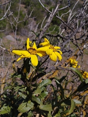 Flourensia thurifera