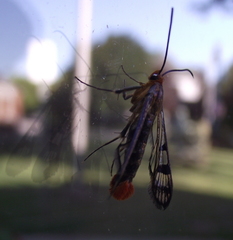 Synanthedon acerni