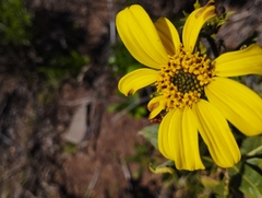 Flourensia thurifera