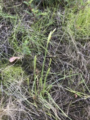 Tristagma