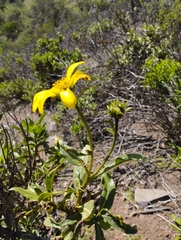 Flourensia thurifera