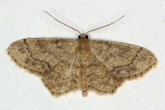Idaea subsaturata