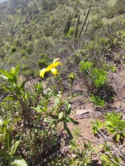 Flourensia thurifera