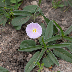 Polymeria longifolia