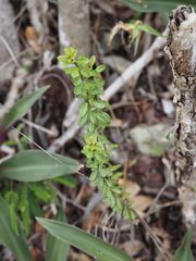 Neea buxifolia