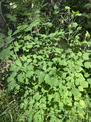 Thalictrum sparsiflorum