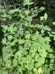 Thalictrum sparsiflorum