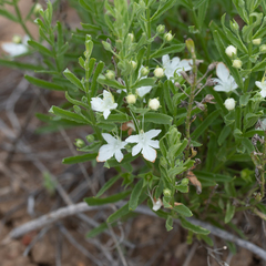 Teucrium integrifolium