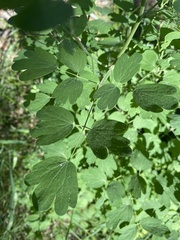 Thalictrum sparsiflorum