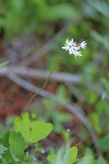 Lithophragma parviflorum parviflorum