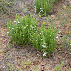 Teucrium integrifolium