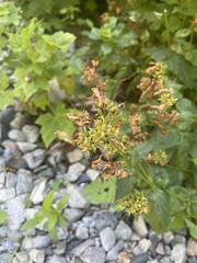 Penstemon serrulatus