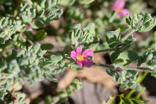 Frankenia serpyllifolia (Frankenia serpyllifolia)