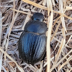 Phyllophaga cribrosa