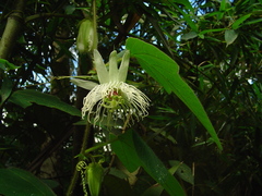 Passiflora mediterranea
