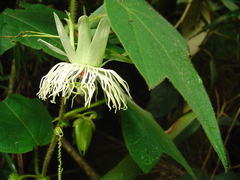 Passiflora mediterranea