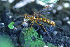 Megarhyssa greenei