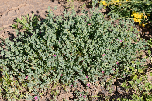Frankenia serpyllifolia, photograph 6
