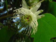 Passiflora mediterranea