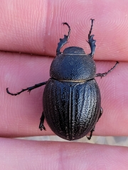 Phyllophaga cribrosa