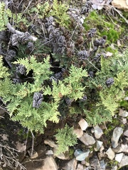 Cheilanthes glauca