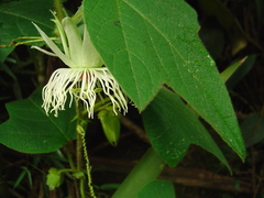 Passiflora mediterranea