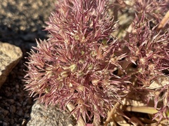 Allium crenulatum