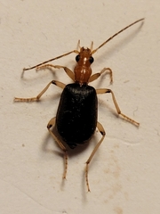 Brachinus adustipennis