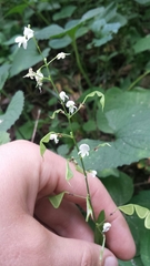 Hylodesmum pauciflorum