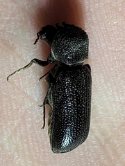 Apatides fortis