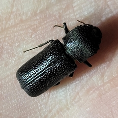 Apatides fortis