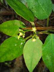 Euphorbia xalapensis