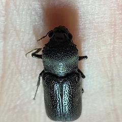 Apatides fortis