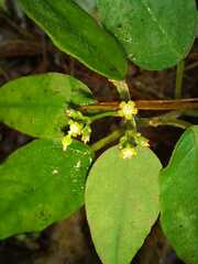 Euphorbia xalapensis