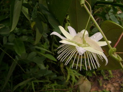 Passiflora mediterranea